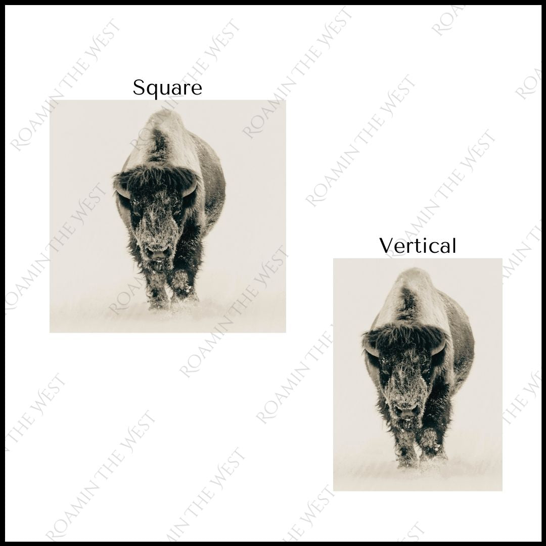 Bison image file download for western upholsterers and creatives showing aspect ratios