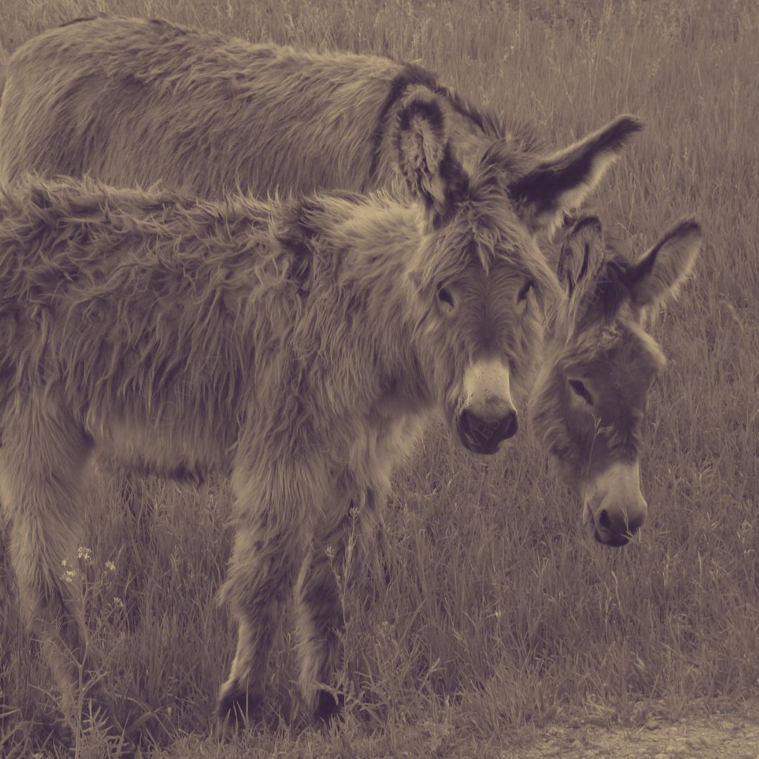 two donkeys photo custom sized for western upholstery