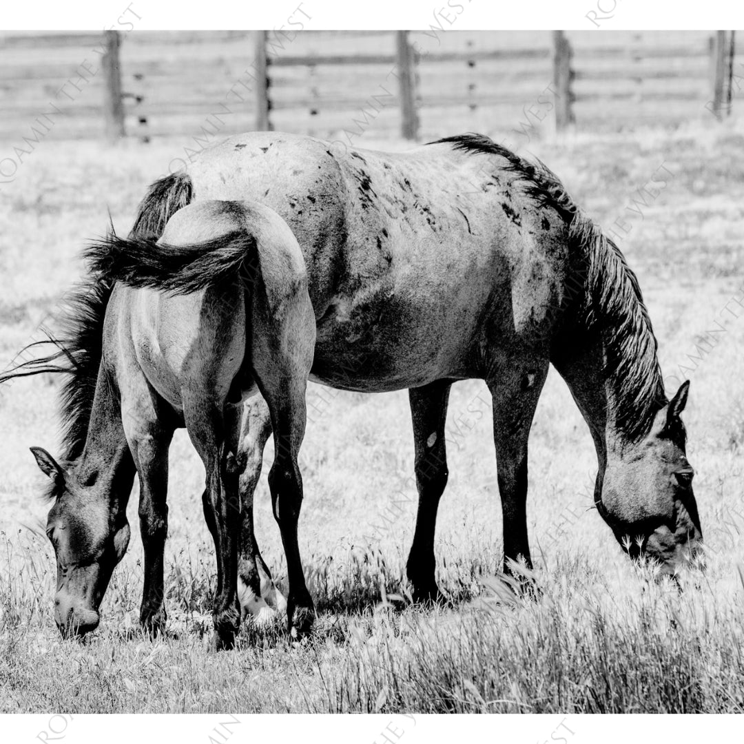 Mare and foal grazing image for western upholsterers