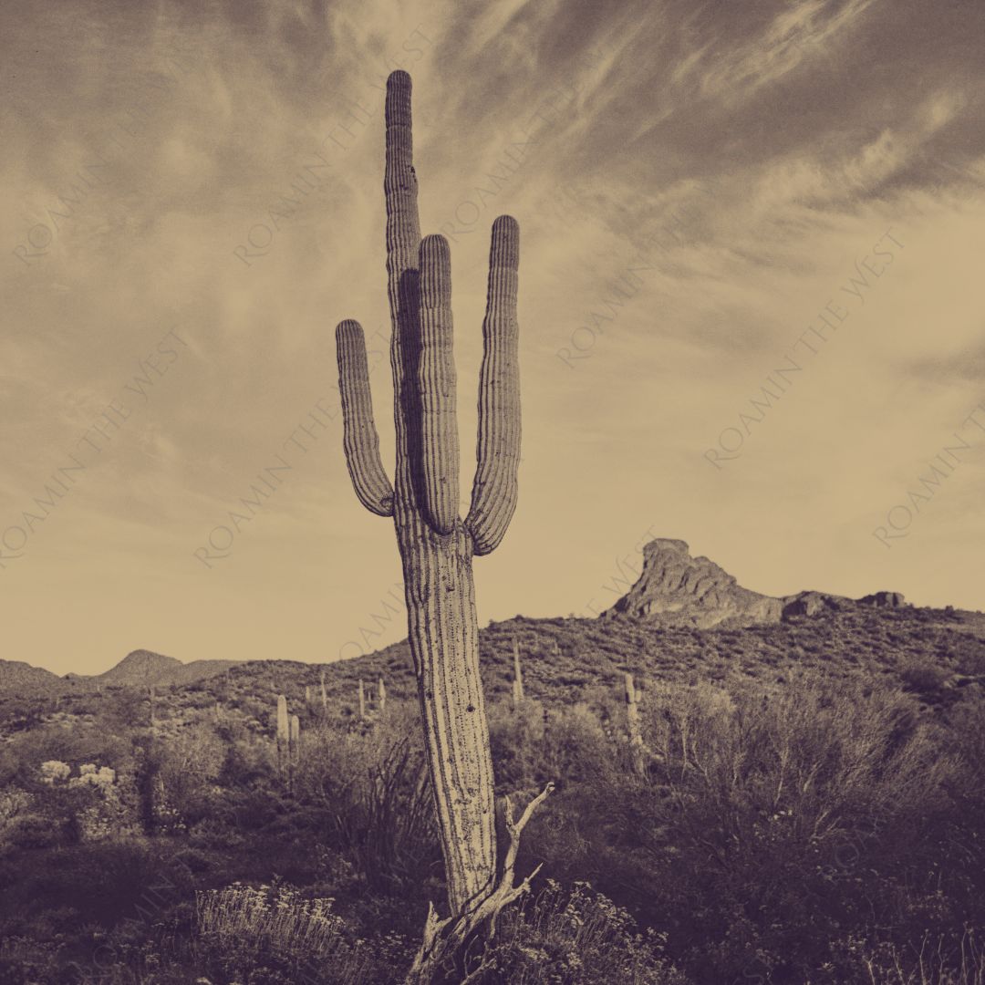 Saguaro cactus in desert with a sepia color filter image file for printing to upholstery fabric