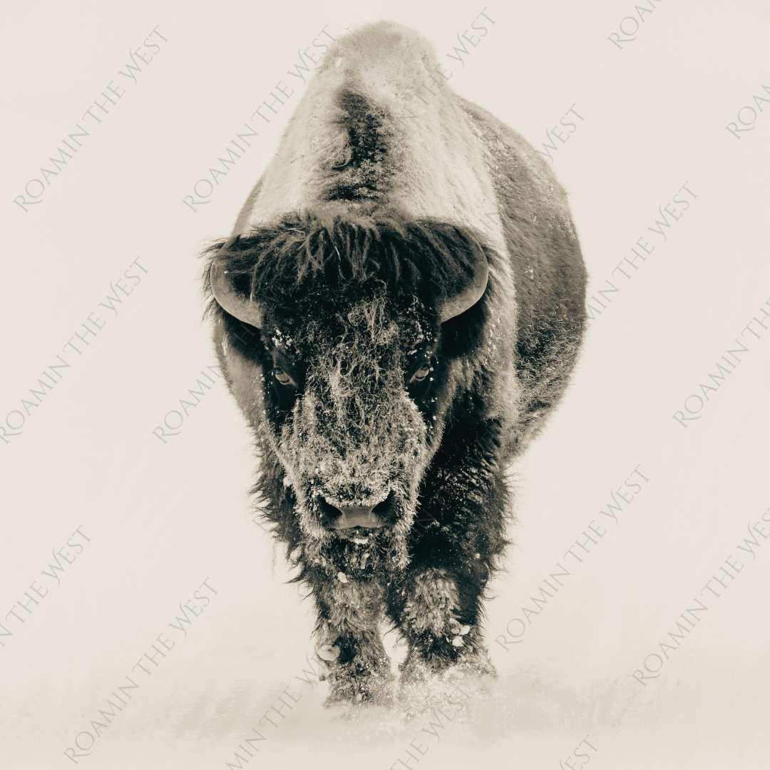 Bison image for western upholsterers and other creatives