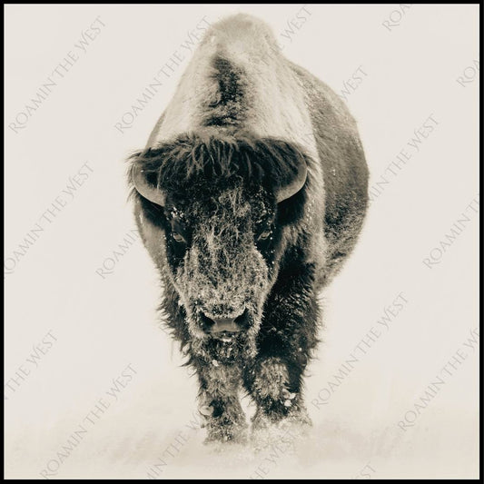 Bison image file download for western upholsterers and creatives