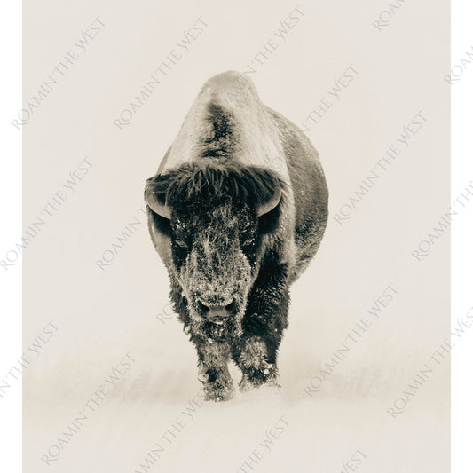 Bison