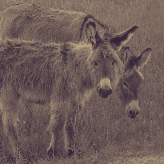 two donkeys photo custom sized for western upholstery 