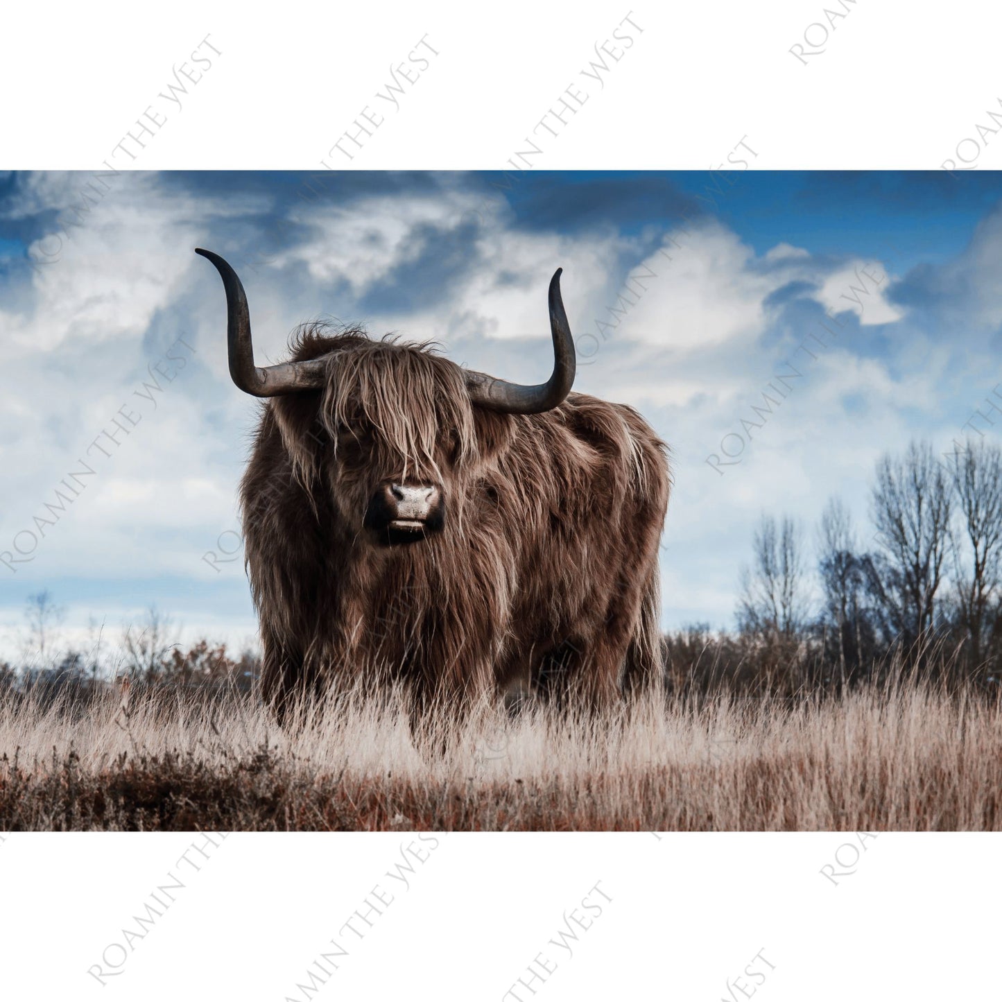Highland cow standing in a field with a blue sky and clouds in the background