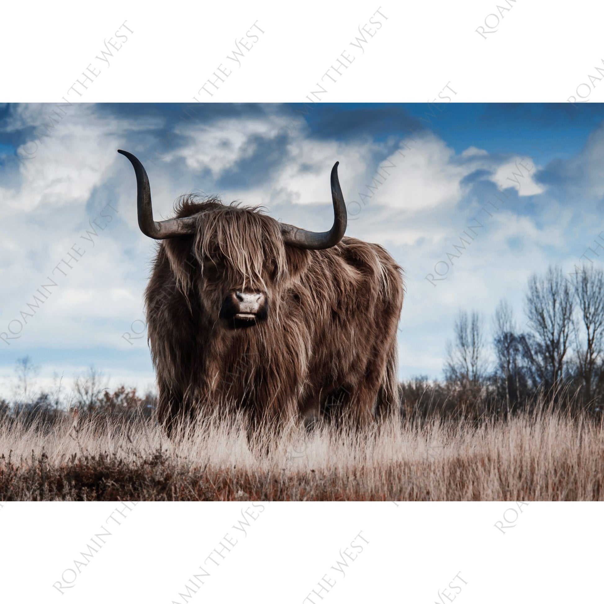 Highland cow standing in a field with a blue sky and clouds in the background