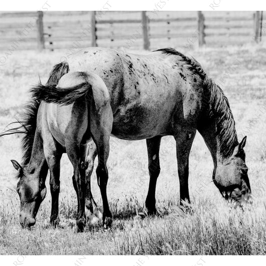 Mare and foal grazing image for western upholsterers